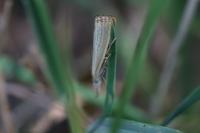 Agriphila straminella