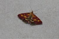 Pyrausta purpuralis