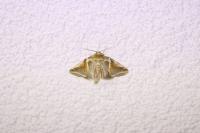 Habrosyne pyritoides