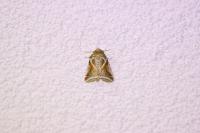 Habrosyne pyritoides