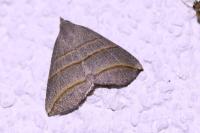 Colobochyla salicalis