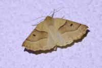 Crocallis elinguaria