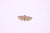 Eupithecia icterata