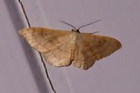 Idaea rubraria