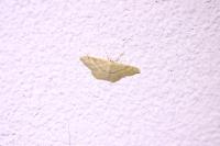 Idaea straminata
