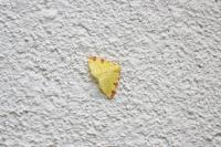 Opisthograptis luteolata