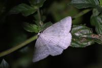 Pseudoterpna pruinata