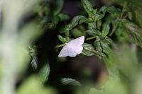 Pseudoterpna pruinata