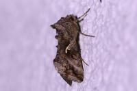 Autographa gamma