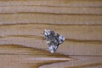 Craniophora ligustri