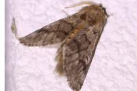 Thaumetopoea pityocampa