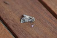 Thaumetopoea processionea