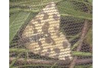 Pseudopanthera macularia