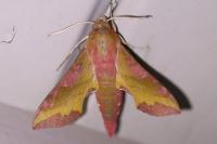 Deilephila porcellus