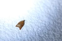 Acleris rhombana