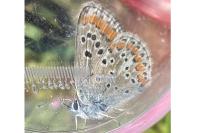 Aricia agestis