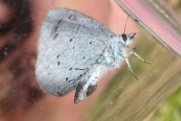 Celastrina argiolus
