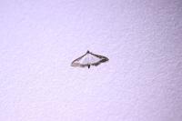 Cydalima perspectalis