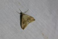 Evergestis forficalis