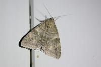 Catocala nupta