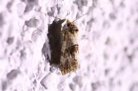 Cochylis molliculana