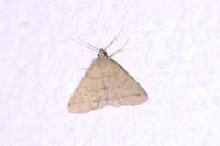 Herminia tarsipennalis