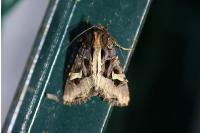 Trigonophora flammea