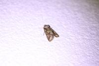 Allophyes oxyacanthae