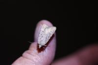 Caradrina clavipalpis