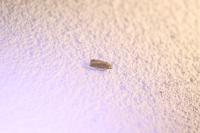 Caradrina clavipalpis