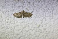 Gymnoscelis rufifasciata