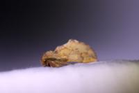 Ptilophora plumigera