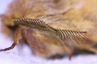 Ptilophora plumigera