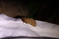 Ptilophora plumigera