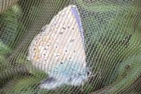 Polyommatus icarus