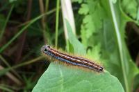 Malacosoma neustria