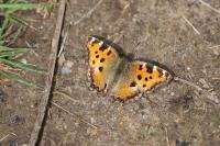 Nymphalis polychloros