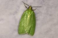 Tortrix viridana