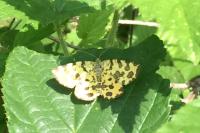 Pseudopanthera macularia