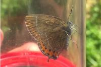 Satyrium pruni