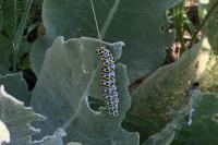 Cucullia verbasci
