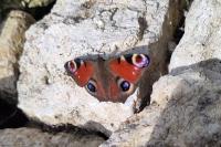 Aglais io