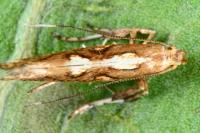 Calybites phasianipennella