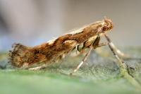 Calybites phasianipennella