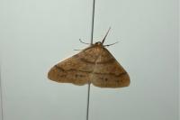 Phigaliohybernia aurantiaria