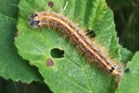 Malacosoma neustria