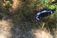 Limenitis reducta