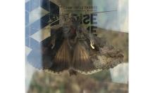 Autographa gamma
