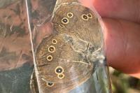 Aphantopus hyperantus