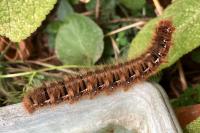 Lasiocampa quercus